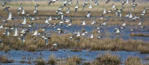 Foto: Erik Kristiansen, Skjern Fotoklub (fra Skyfish)